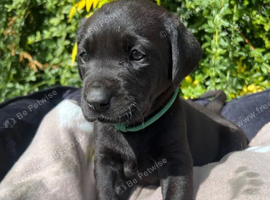 Gorgeous puppies for sale read description