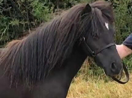 3 year old Miniature Shetland filly