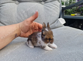 2 beautiful lionhead brothers