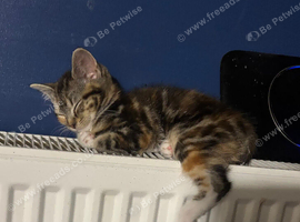 10 week old kittens for sale
