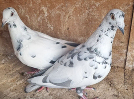 Grizzle racing pigeons for sale