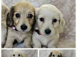 Mini long haired cream dachshund READY NOW