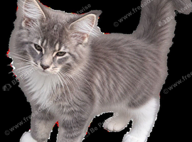 Giant maine coon kittens for sale