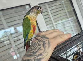 Green cheek conure for sale