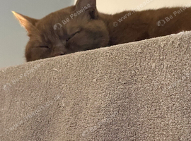 Looking for a British Shorthair Stud