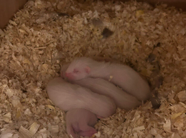 Half micro kits