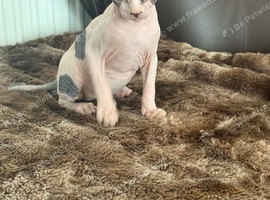 Sphynx kitten for sale