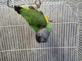 Male senegal parrot caiq parrot hand tame