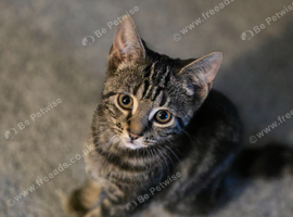 2 gorgeous female kittens