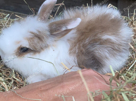 Baby Rabbits