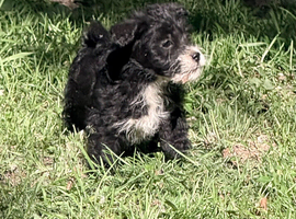 2 beautiful jackapoo boys left