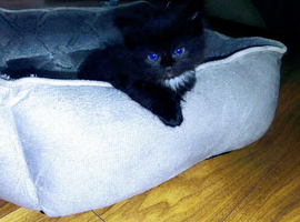 Girl kittens