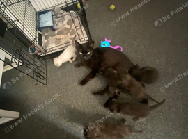 6 gorgeous kittens