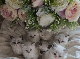 Gorgeous chunky ragdoll kittens
