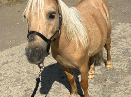 Lana 31" Shetland mare