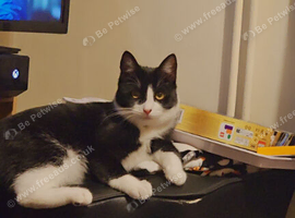 Tuxedo male kitten