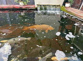 Pond fillers large