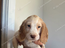 Cocker spaniel pups