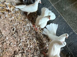 9 fantails mixed ages and gender