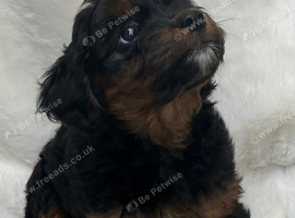 Gorgeous Jackapoo puppy