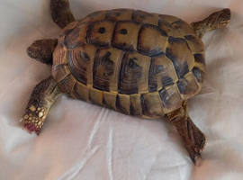 Male 10 years old Herman tortoise