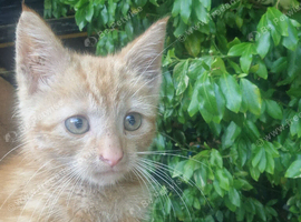 Kittens