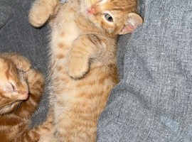 Kittens