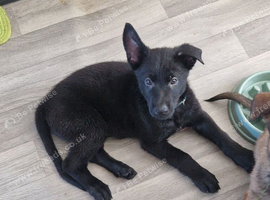 German shepherd puppies