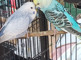 Bonded pair of young cocks