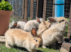 Bunnies for sale