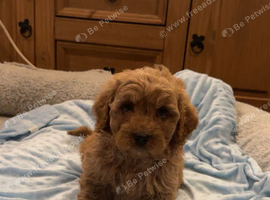 Cavapoo puppy&rsquo;s