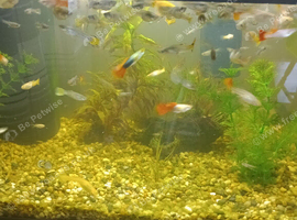 Young Juvenile Guppies