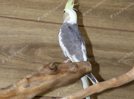 Baby Cockatiels all colours available,30