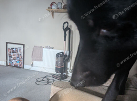 Mixed bread/lab/