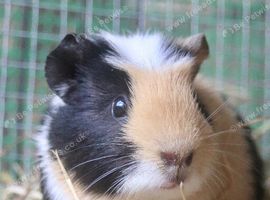 5 bonded female guinea pigs