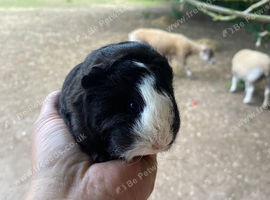 Pedigree Swiss Guinea Pig 2 Baby Boars