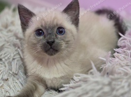 Colour Point Kittens