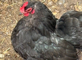 Beautiful black pekin hens laying well must go together