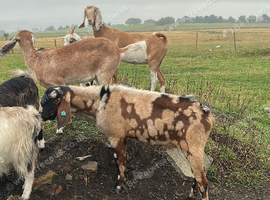 Anglo Nubians