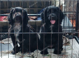 Working cocker pups ready