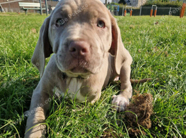 Beautiful Cane Corso cross Indian Mastiff puppies