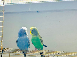 2 budgies for sale