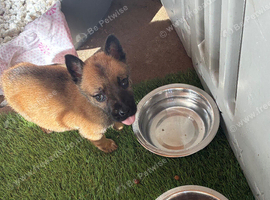 1 Belgian Malinois Female left!!