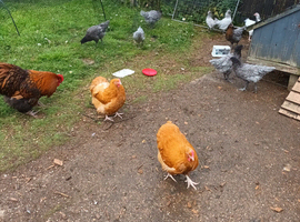 Buff orpington bantam hens