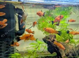 50 Red Wag Swordtails for all (last stock) &pound;50
