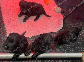 Black Russian Terrier