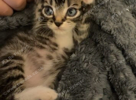 Loving tabby kitten