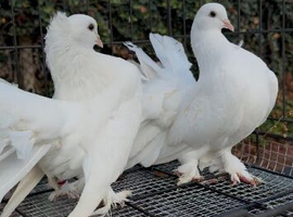Fantails