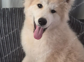 Japanese akita
