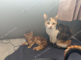 3 kittens